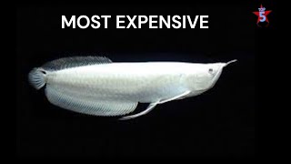 The Top 5 Most Expensive Fish in the World 🐟 You Won’t Believe Their Prices!