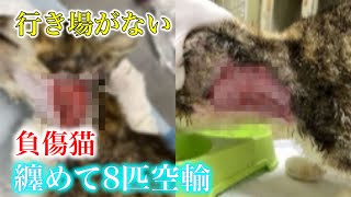 負傷猫達など行き場のない猫様達を8匹連れてきた【前編】 by ちゅー猫チャンネル 18,570 views 9 days ago 9 minutes, 2 seconds