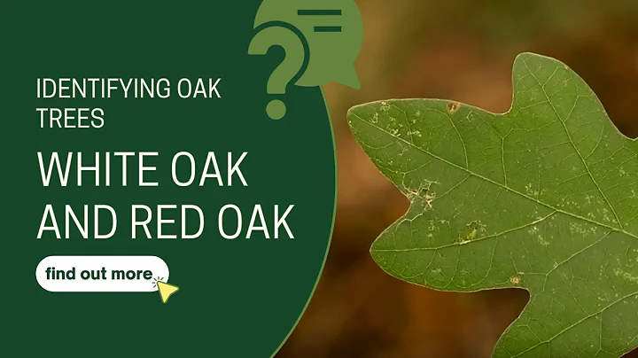 Identifying Oak Trees: White Oak and Red Oak