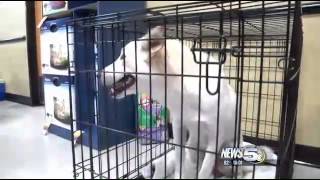 Local Rescue Group on Bully Breeds Local Rescue Group on Bully Breeds