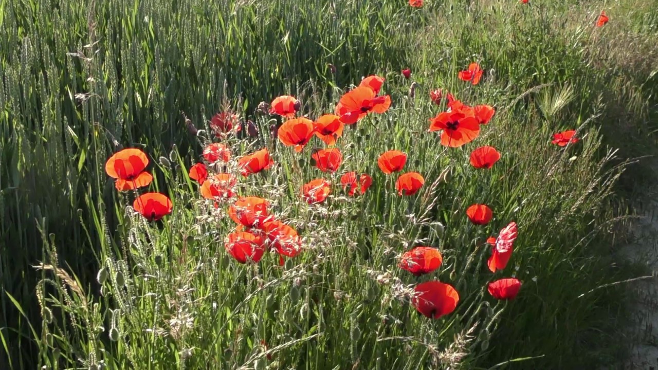 Wandeling van Kortessem naar Borgloon