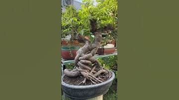 Cóc rừng bon sai 7 tỷ