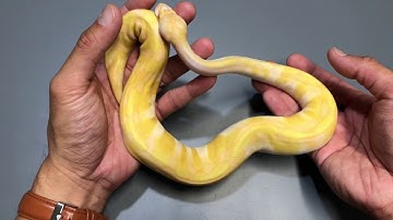 PART 2:  MY HOLD BACK GIRLS 2017 AND 2018!!! #TRIGGREPTILES #BALLPYTHONS