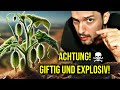 Tödliche Gift-Pflanze Europas explodiert bei Berührung!