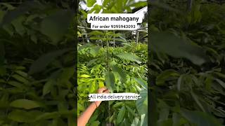 African Mahogany Plant | High Value Timber Tree for Farming &amp; Investment. 9395943093/8459473521