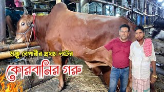 কোরবানির প্রথম লটের গরু এনেছে জামালপুরের মঞ্জু বেপারী! কোরবানির গরু 2024