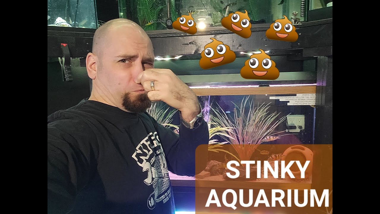 Stinky aquarium 5 common reasons and fix