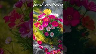 good morning statusvideo ❤️ shortsvideo #music