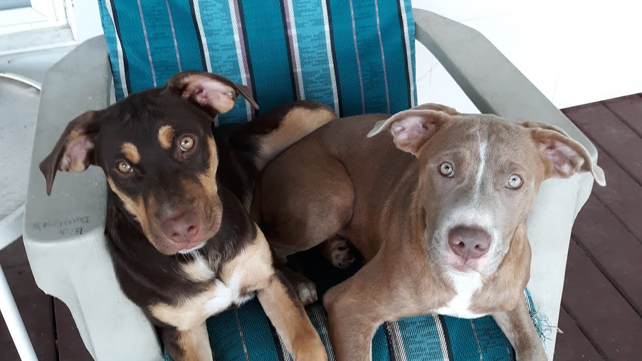 LADYBUG AND SARGENT NEWS!!!!!