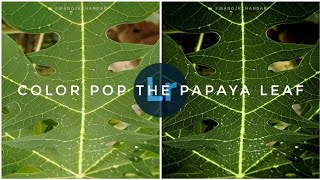 How to Color Pop the Papaya Leaf | Mobile Lightroom Free Version #lightroom #retouching #mobileapp screenshot 5