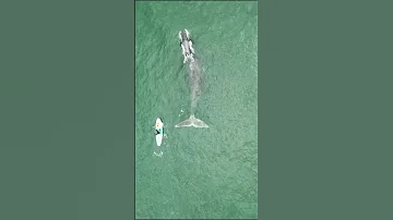 Где плавать на сапе с гренландским китом?/Paddle boarding with bowhead whale