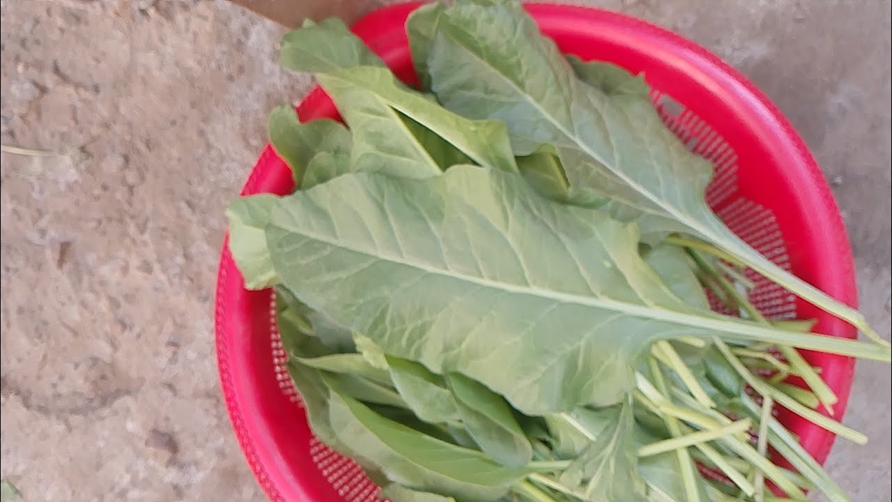 حصاد السلق من ازغر حديقة تبارك الرحمان 