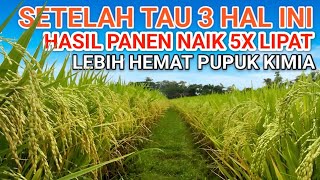 TIPS AGAR PANEN PADI MELIMPAH 5 KALI LIPAT #agriculture #pertanian #pengolahanlahan  #tanaman