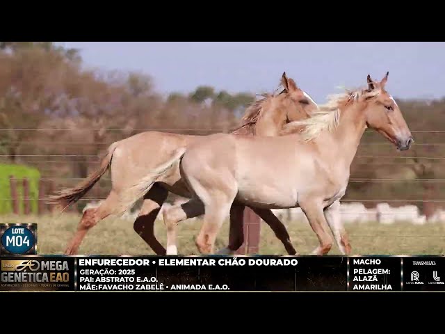 LOTE M04