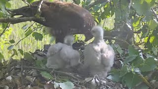 Common Buzzards (Tiszalök, Hungary) | Mom brings breakfast and feeds both babies | May 19, 2024