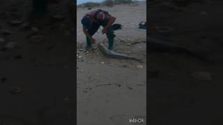 Epic Bait Fishing & Big Fish #baitfishing #surfcasting #bigfish #fishing #epicfishing #catchingfish
