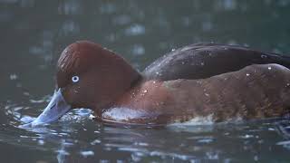 ♪鳥くん野鳥動画(ー)メジロガモ近距離20190126JO6A4190