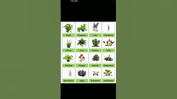 Plant names with pictures #shorts #youtubeshorts #plants #sunflower #cactus #tulip #kidsvideo #gk