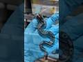 Chain linked black ball python 🤔 #ballpython #reptiles #snake