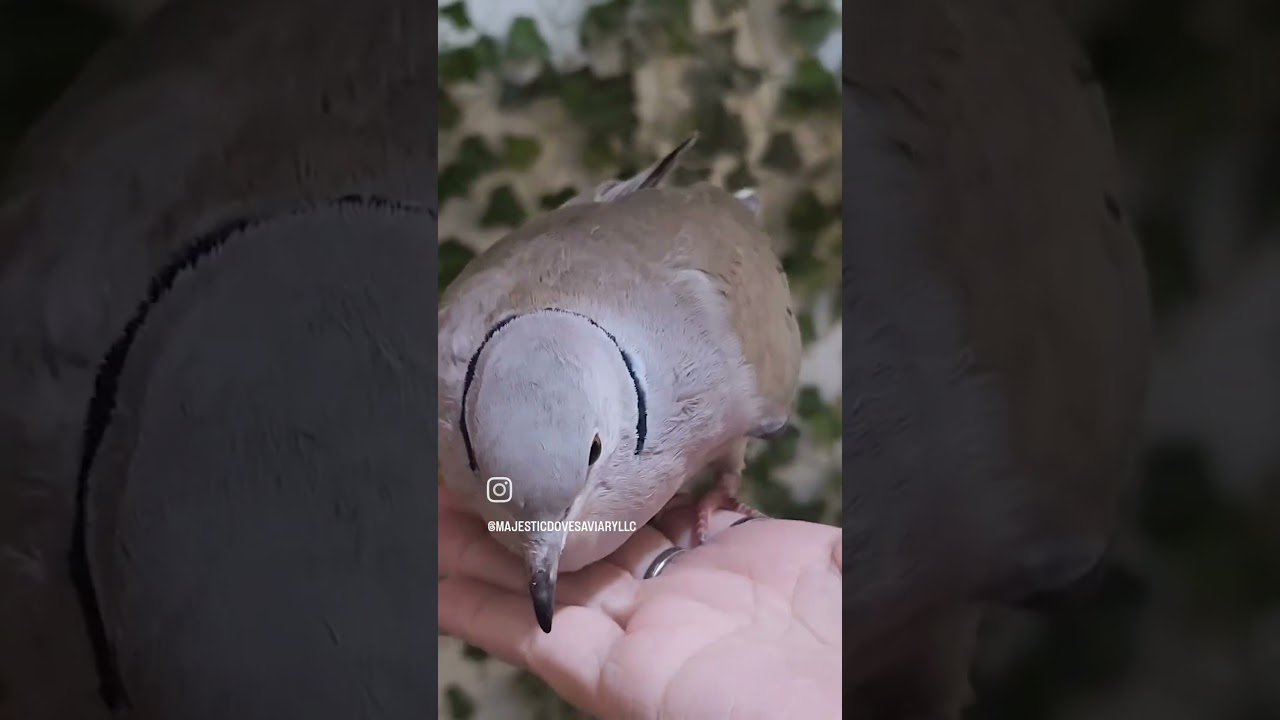 Ringneck Doves are so SQUISHY! Majestic Doves Aviary (317) 840-4051 to buy one! 