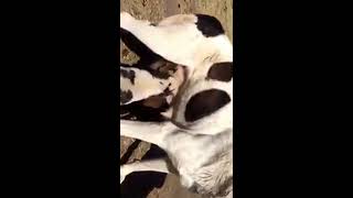 Төбетті емген қозы Собака кормит молоком ягненка The dog feeds lamb milk Төбетті емген қозы Собака кормит молоком ягненка The dog feeds lamb milk