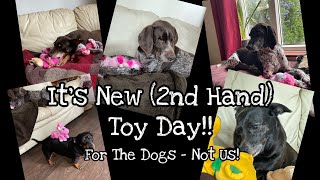 IT’S NEW TOY (2nd HAND) DAY FOR OUR DOGS!! | NO NAILS TODAY, SORRY! 🐶🐶🐶🐶🐶🐶