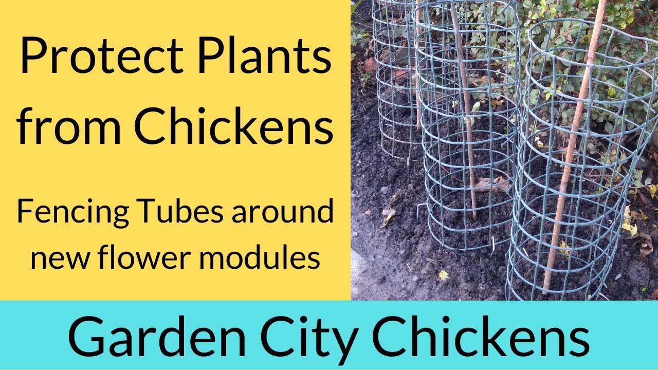 Chicken Wire Fence for Feeding Poultry, Protecting Plants, Prevent