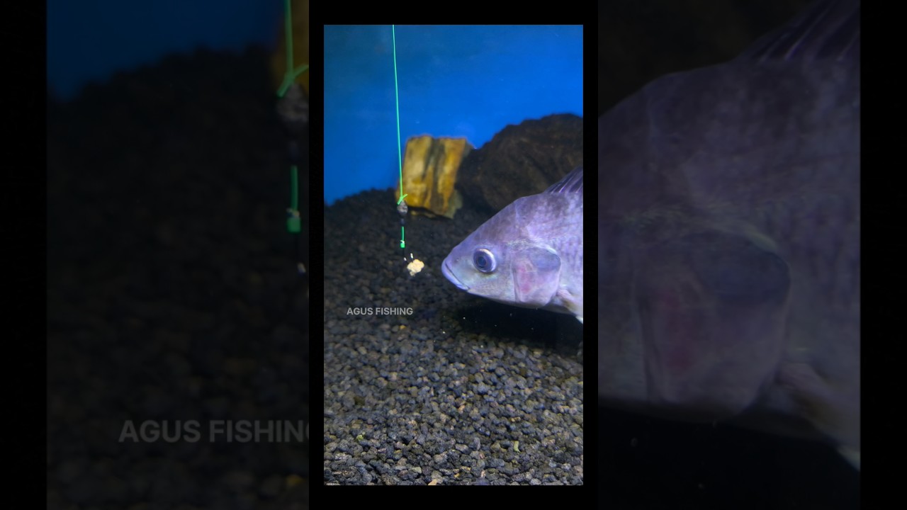 How Fish Eat Fishing Bait 