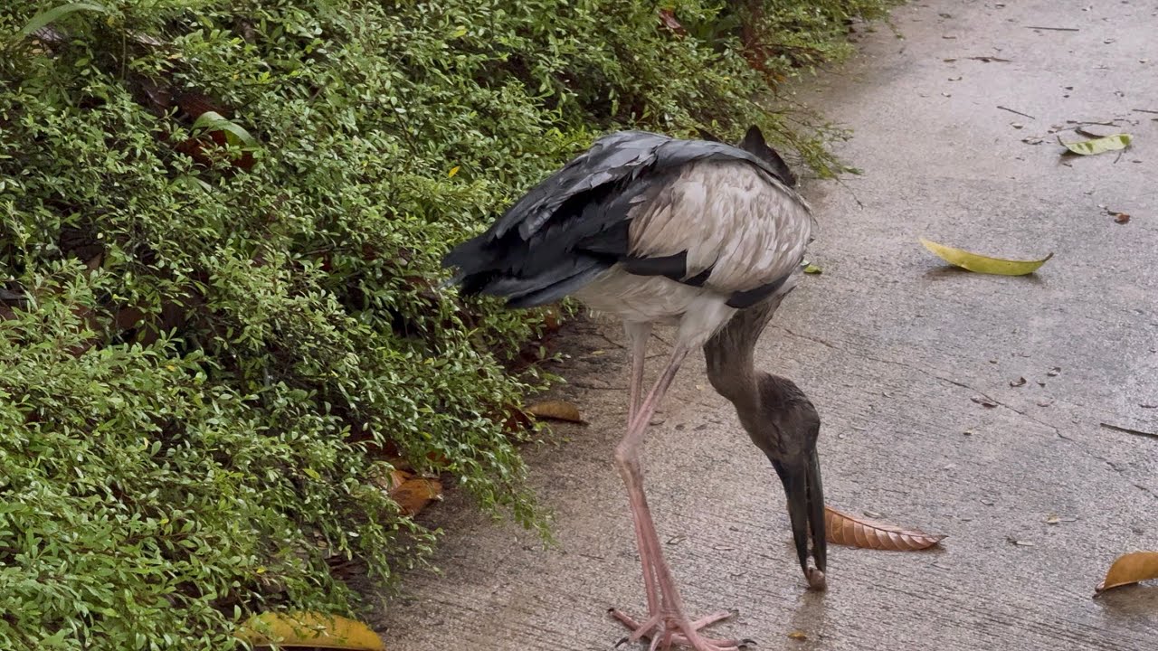 Asian Openbill Stork hunting and eating a snail