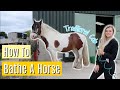 How to Bathe a Horse | Tutorial | Lilpetchannel