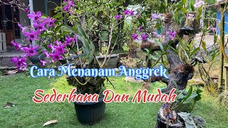 Cara Tanam Anggrek Yang Sederhana Dan Mudah