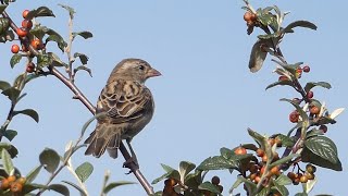 Bird Watching in a UK Garden: October