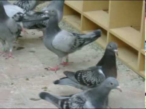 velazquez pigeon. PALOMAS MENSAJERAS