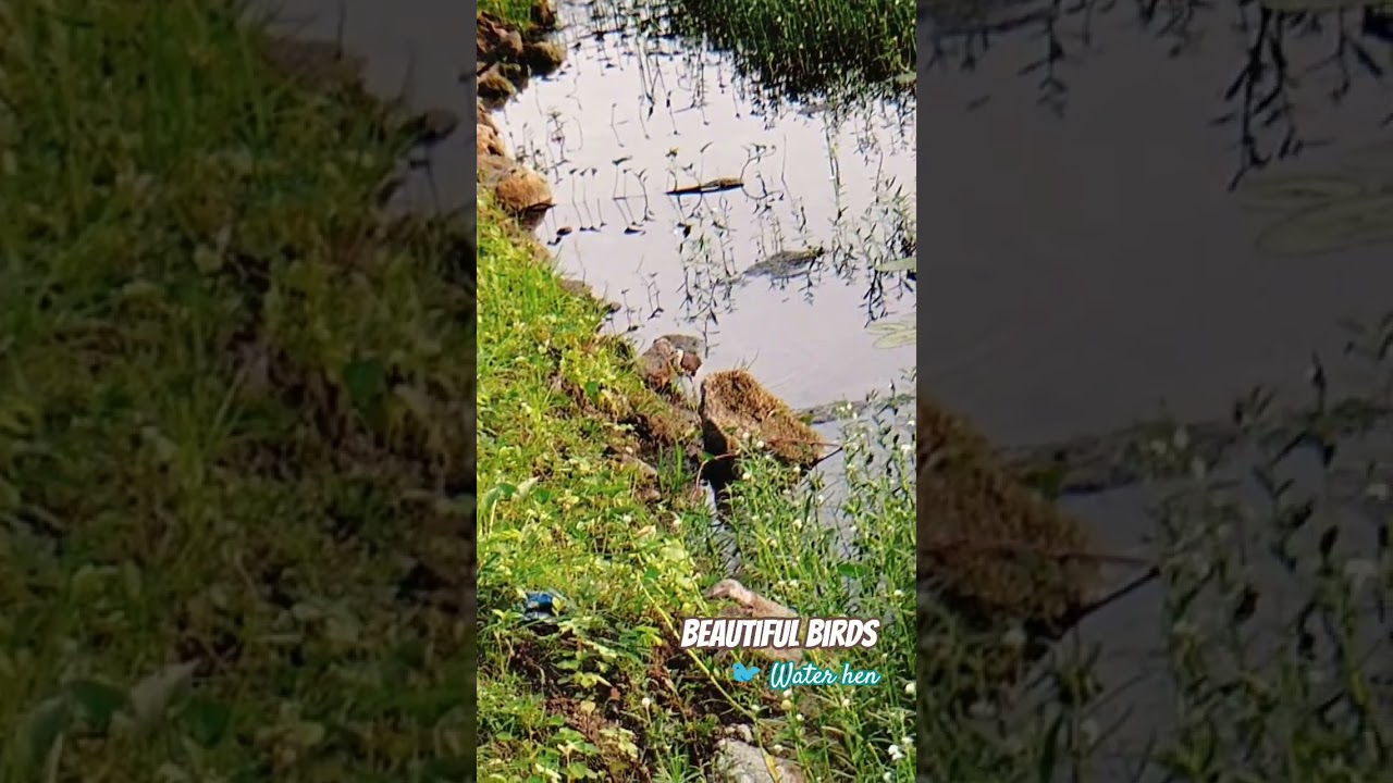 Waterhens are opportunistic feeders, meaning they eat whatever food is available to them.