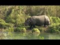 rinoceronte vs cocodrilo , indian rhino vs crocodile