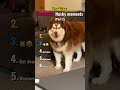 This Dog Is TOO Dramatic 😭🐶#ranking #shorts #fyp #funny #husky #dog#tiktok #top5