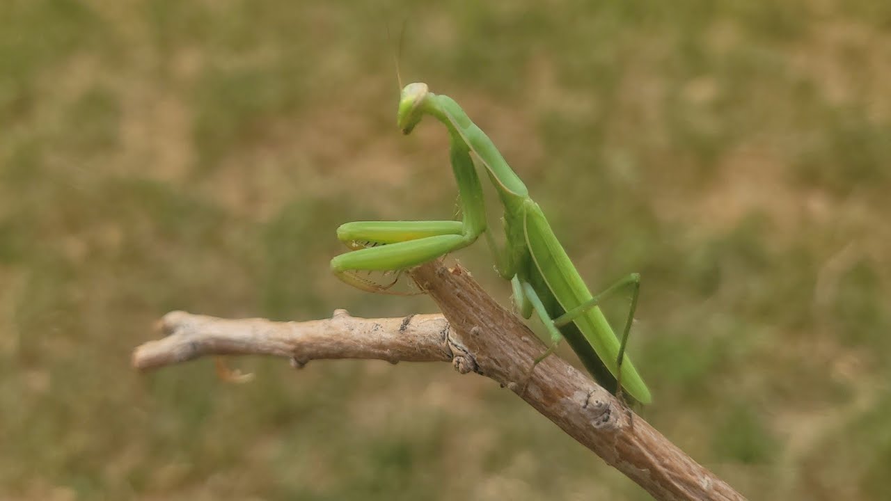 Watch A Praying Mantis Up Close. Nature Is Amazing.