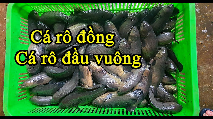 Cá rô đầu vuông nặng bao nhiêu