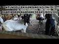 KELEBIHAN kandang koloni daripada kandang sekat Individu|| Easy low cost of goats in Indonesia