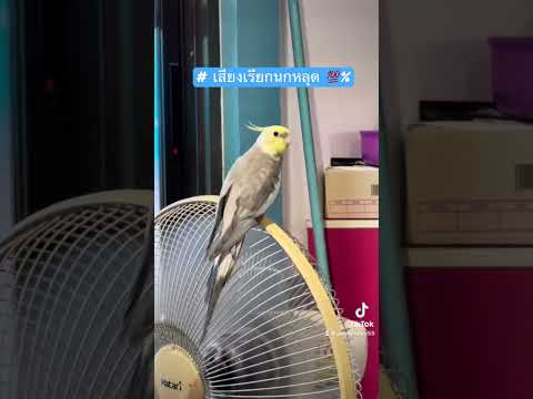 เสียงร้องนกค๊อกคาเทล เรียกชัด ตามหานกหลุด #ค๊อกคาเทล #tiktok
