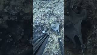 PescaSub Pulpos Mallorca