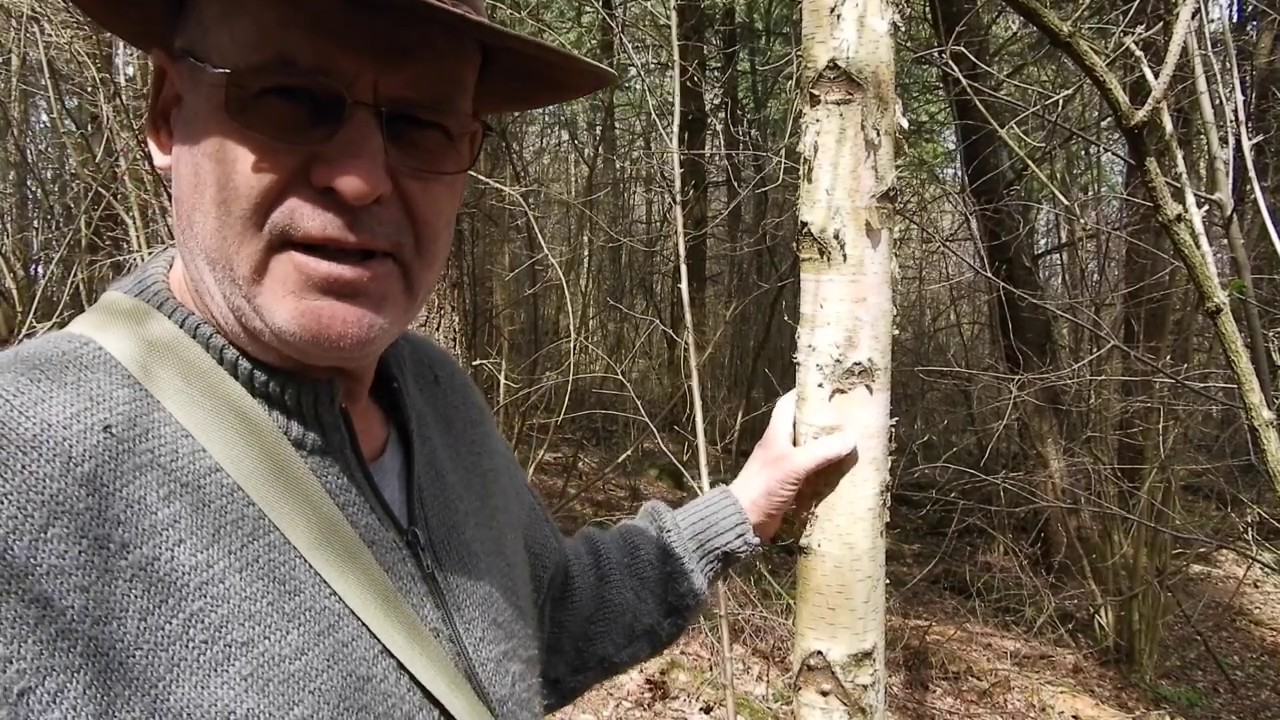 🇨🇭 109 Ce que l'on peut faire en forêt. YouTube