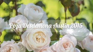 Rose Desdemona Austin 2015 English Rose Роза Дездемона Остин ❤ ПРЕВОСХОДНО🌹 Красотка ❗для Розария👍🌹🌹