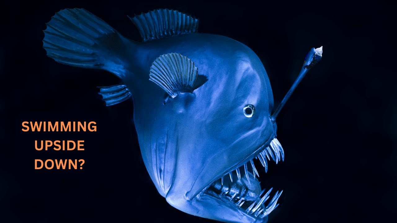 The Insane Biology of Anglerfish