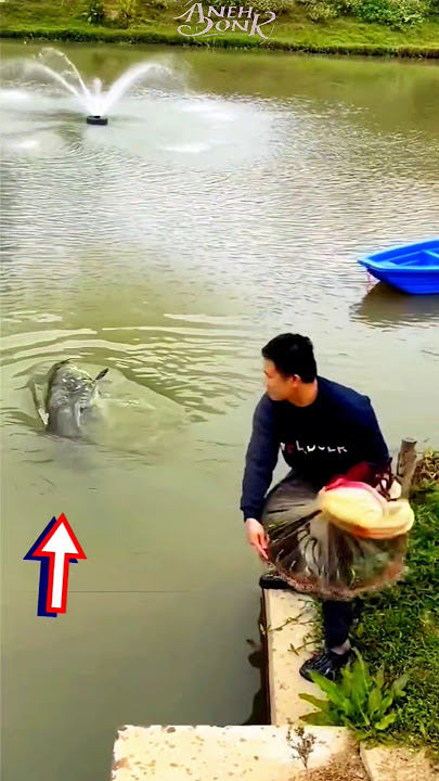 Muncul ke Permukaan, Ikan Lele Monster ini Langsung di Jala Oleh Paman #shorts #fishing #fyp