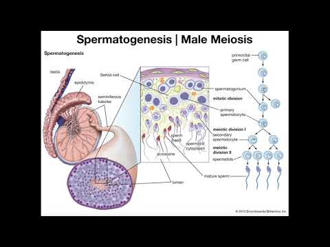 Male Reproductive Anatomy | The Testes, Seminiferous Tubules, & Epididymus