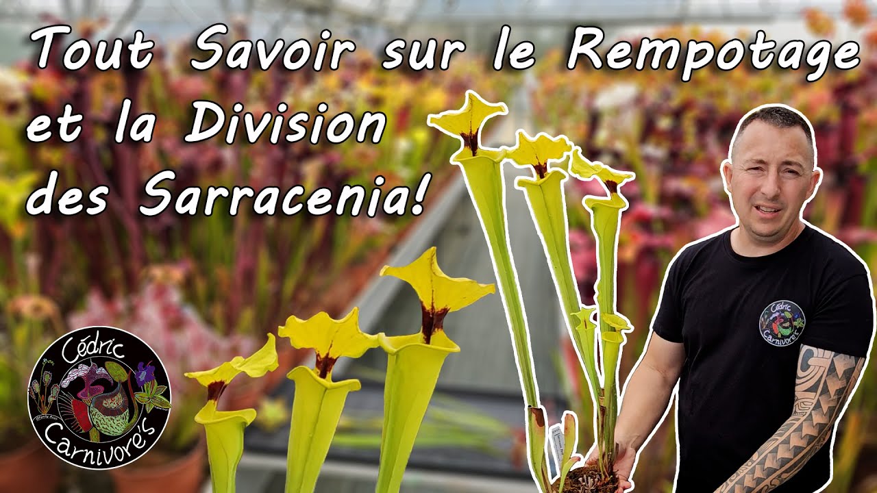 Rempotage et division de Sarracenia
