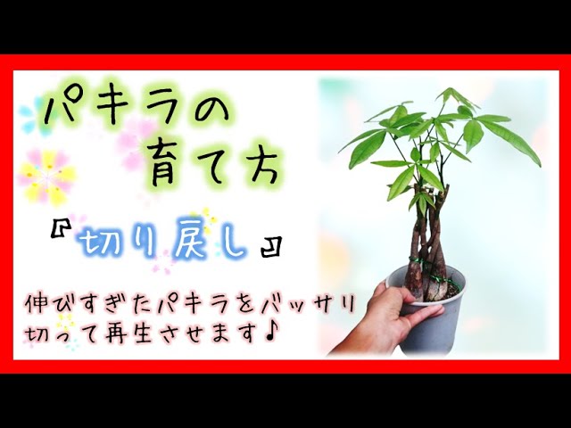 パキラの育て方 パキラを切り戻して再生させます Youtube