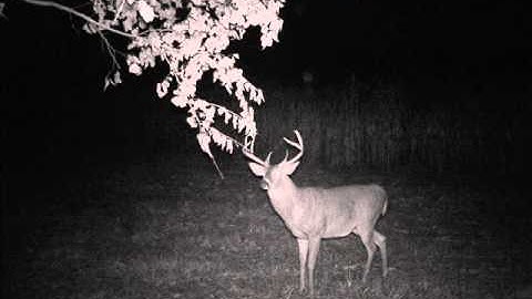 Big Buck action on a mock scrape