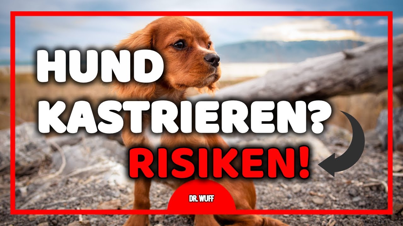 Die Kastration beim Hund Hund kastrieren? Tierarzt klärt auf YouTube